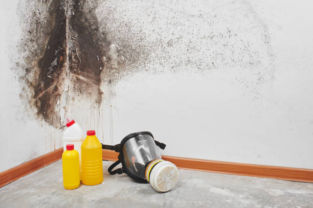 Best Commercial Mold Removal  in Bensley, VA