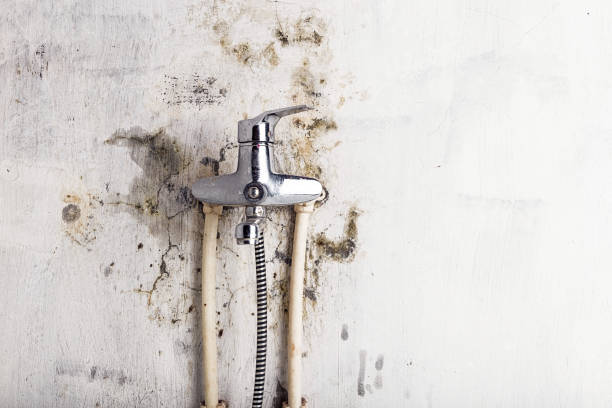 Best Office Mold Removal Services  in Bensley, VA