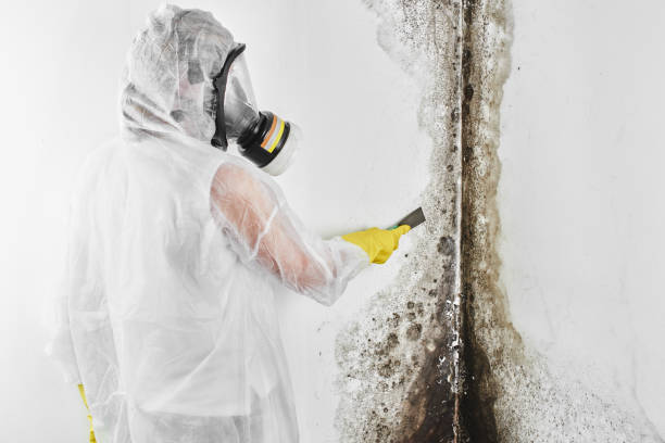 Certified Mold Removal in Bensley, VA