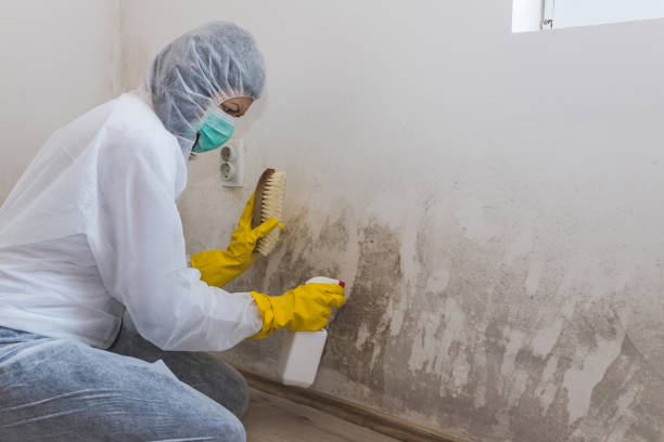 Best Toxic Mold Removal  in Bensley, VA