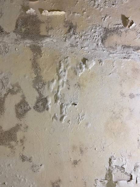 Best Local Mold Removal Service  in Bensley, VA
