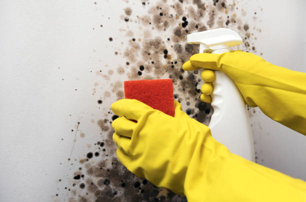 Best Same-Day Mold Removal  in Bensley, VA
