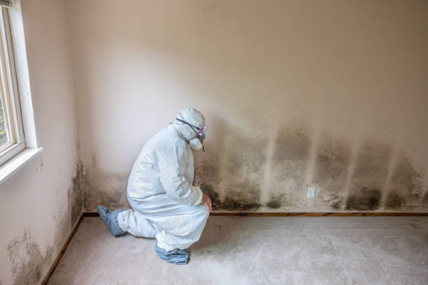 Best Crawl Space Mold Removal  in Bensley, VA
