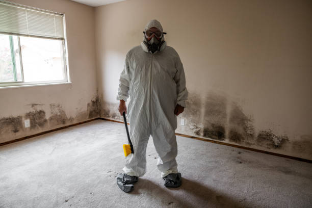 Mold Removal and Inspection in Bensley, VA