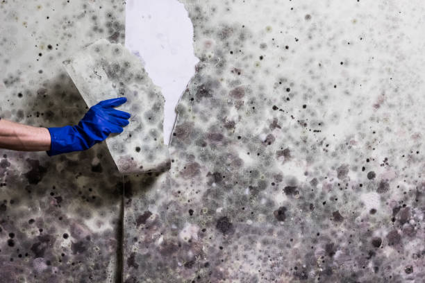 Best Mold Damage Repair  in Bensley, VA